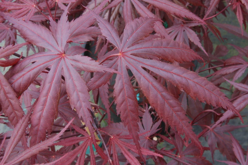 - Acer palmatum 'Rite of Spring' Japanese Maple - Mr Maple │ Buy Japanese Maple Trees