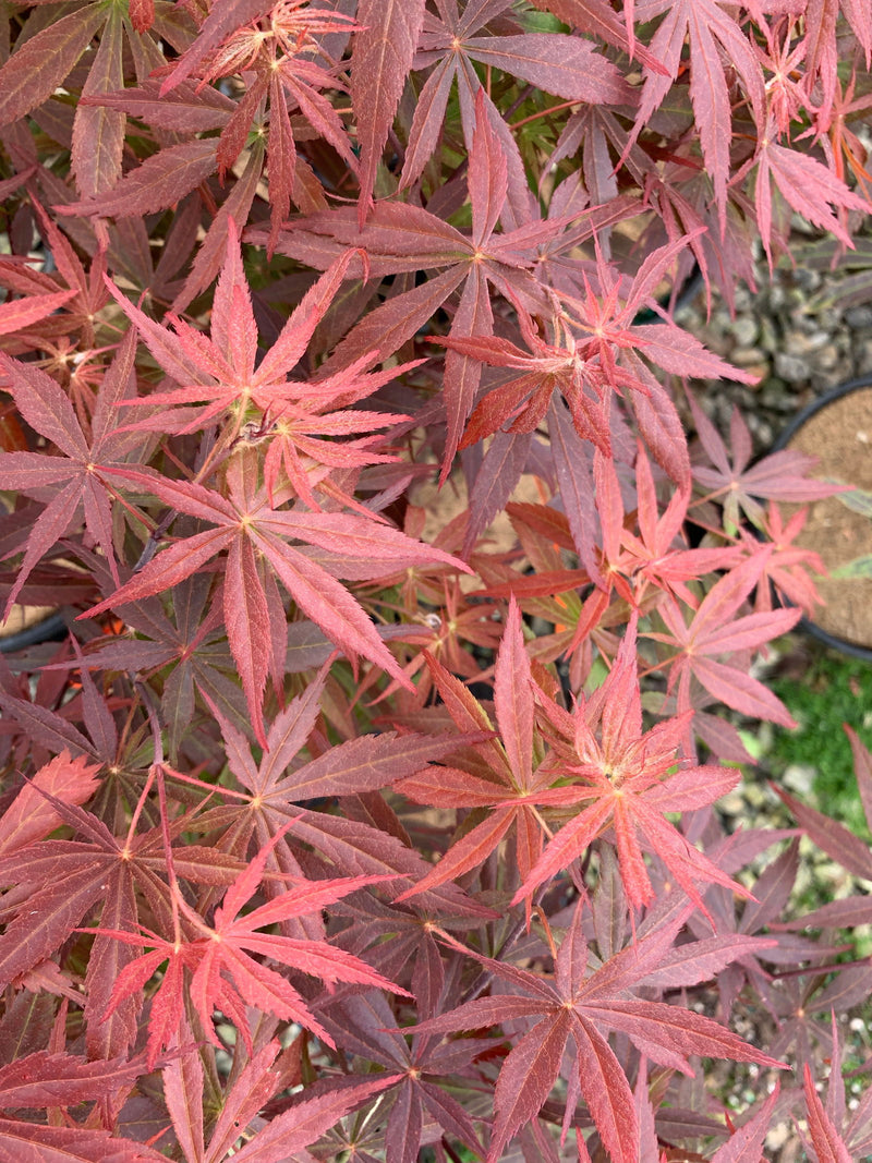 - Acer palmatum 'Rite of Spring' Japanese Maple - Mr Maple │ Buy Japanese Maple Trees