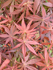 - Acer palmatum 'Rite of Spring' Japanese Maple - Mr Maple │ Buy Japanese Maple Trees