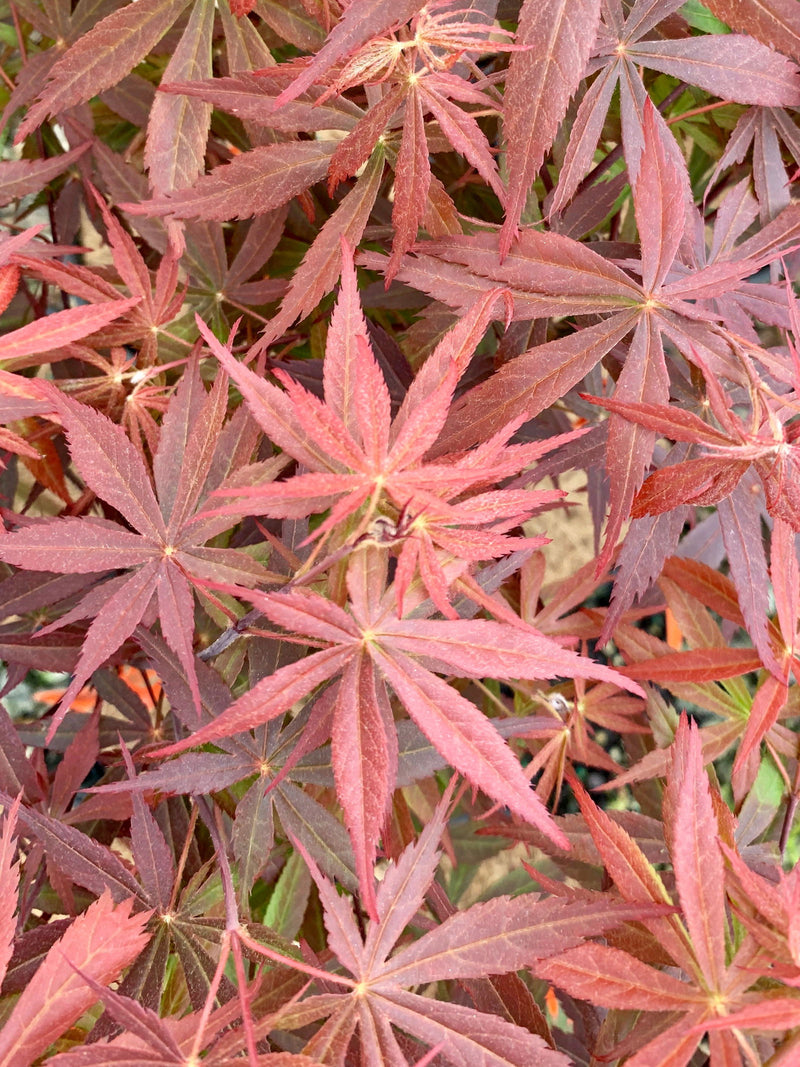 - Acer palmatum 'Rite of Spring' Japanese Maple - Mr Maple │ Buy Japanese Maple Trees