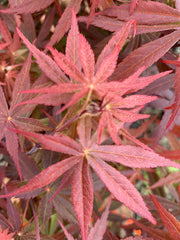 - Acer palmatum 'Rite of Spring' Japanese Maple - Mr Maple │ Buy Japanese Maple Trees