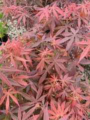 - Acer palmatum 'Rite of Spring' Japanese Maple - Mr Maple │ Buy Japanese Maple Trees
