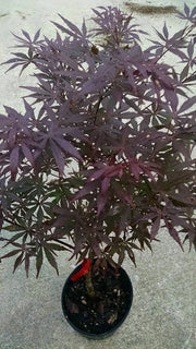 - Acer palmatum 'Rite of Spring' Japanese Maple - Mr Maple │ Buy Japanese Maple Trees