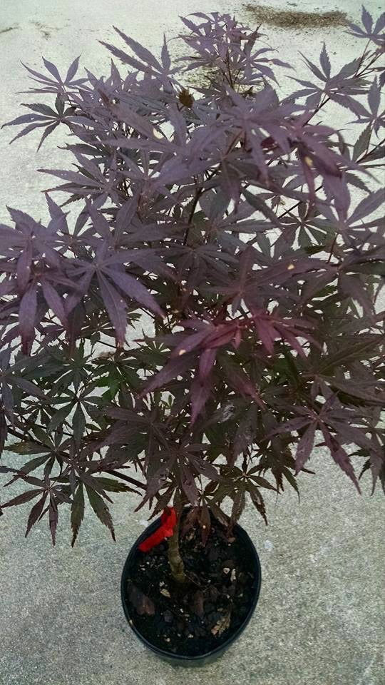 - Acer palmatum 'Rite of Spring' Japanese Maple - Mr Maple │ Buy Japanese Maple Trees