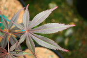 - Acer palmatum 'Rite of Spring' Japanese Maple - Mr Maple │ Buy Japanese Maple Trees