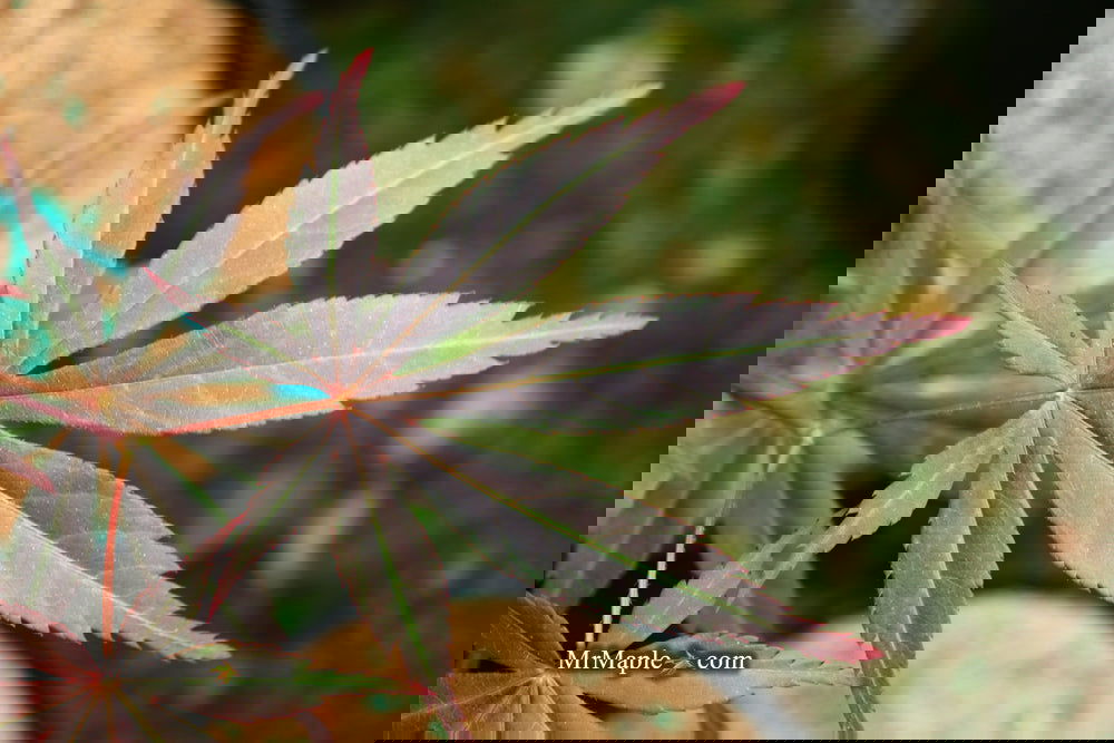 Acer palmatum 'Rite of Spring' Japanese Maple — Mr Maple │ Buy Japanese ...