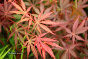 - Acer palmatum 'Rite of Spring' Japanese Maple - Mr Maple │ Buy Japanese Maple Trees