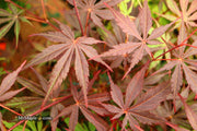 - Acer palmatum 'Rite of Spring' Japanese Maple - Mr Maple │ Buy Japanese Maple Trees