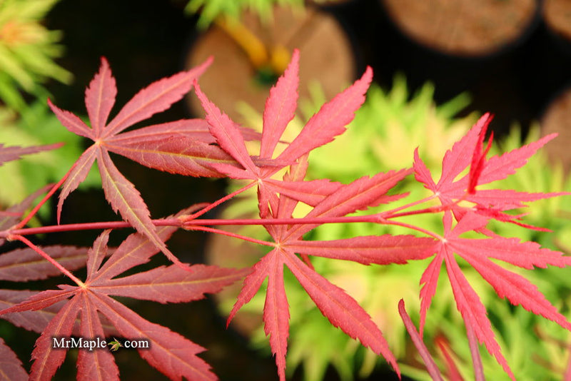 - Acer palmatum 'Rite of Spring' Japanese Maple - Mr Maple │ Buy Japanese Maple Trees