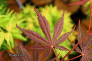 - Acer palmatum 'Rite of Spring' Japanese Maple - Mr Maple │ Buy Japanese Maple Trees
