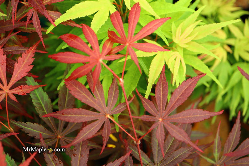 - Acer palmatum 'Rite of Spring' Japanese Maple - Mr Maple │ Buy Japanese Maple Trees