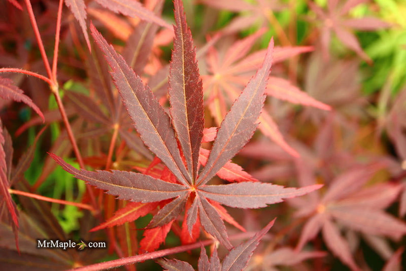 - Acer palmatum 'Rite of Spring' Japanese Maple - Mr Maple │ Buy Japanese Maple Trees