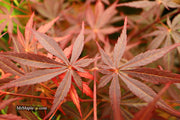 - Acer palmatum 'Rite of Spring' Japanese Maple - Mr Maple │ Buy Japanese Maple Trees