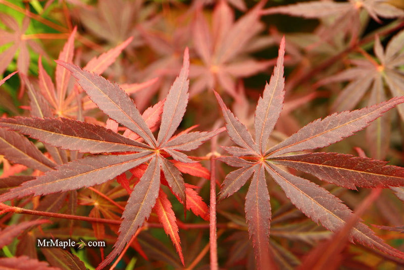 - Acer palmatum 'Rite of Spring' Japanese Maple - Mr Maple │ Buy Japanese Maple Trees