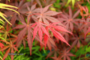 - Acer palmatum 'Rite of Spring' Japanese Maple - Mr Maple │ Buy Japanese Maple Trees