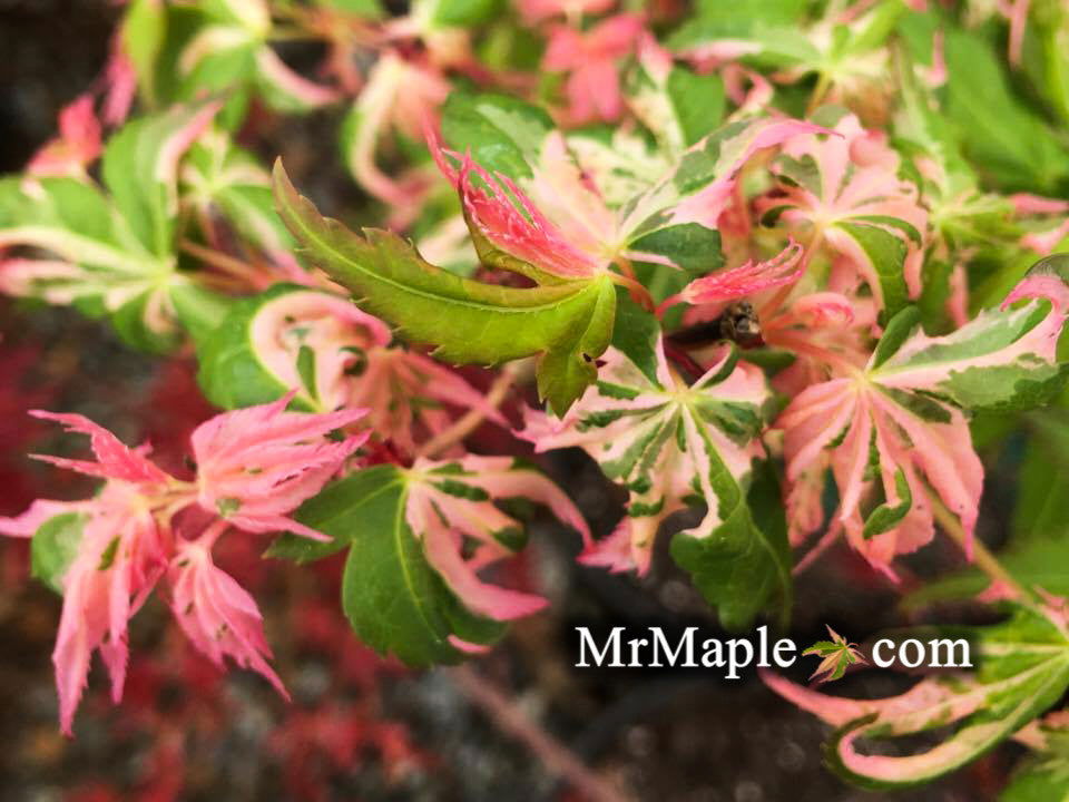 メープル様 Buy Acer palmatum 'Rokugatsu en nishiki' Variegated Japanese Maple