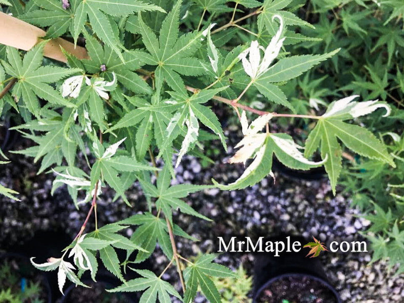 - Acer palmatum 'Rokugatsu en nishiki' Variegated Japanese Maple - Mr Maple │ Buy Japanese Maple Trees