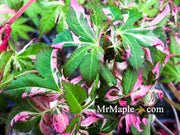 - Acer palmatum 'Rokugatsu en nishiki' Variegated Japanese Maple - Mr Maple │ Buy Japanese Maple Trees