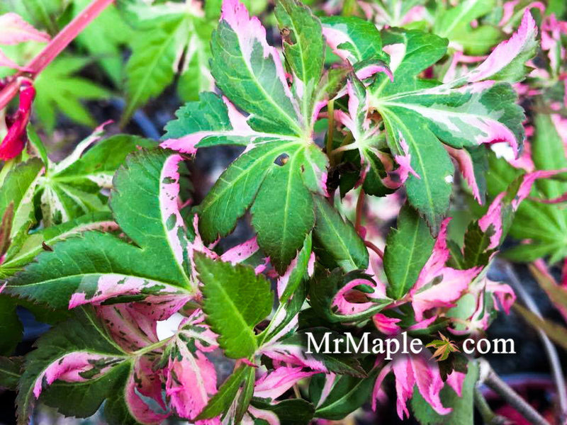 - Acer palmatum 'Rokugatsu en nishiki' Variegated Japanese Maple - Mr Maple │ Buy Japanese Maple Trees