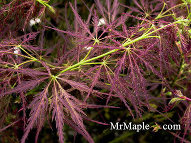 - Acer palmatum 'Roseo marginatum'  Weeping Japanese Maple - Mr Maple │ Buy Japanese Maple Trees