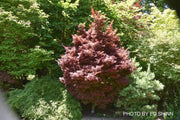 - Acer palmatum 'Royle’ Japanese Maple - Mr Maple │ Buy Japanese Maple Trees