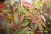 - Acer palmatum 'Royle’ Japanese Maple - Mr Maple │ Buy Japanese Maple Trees