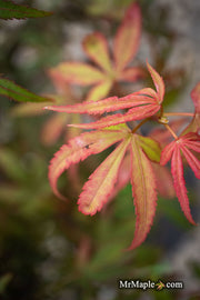 - Acer palmatum 'Royle’ Japanese Maple - Mr Maple │ Buy Japanese Maple Trees