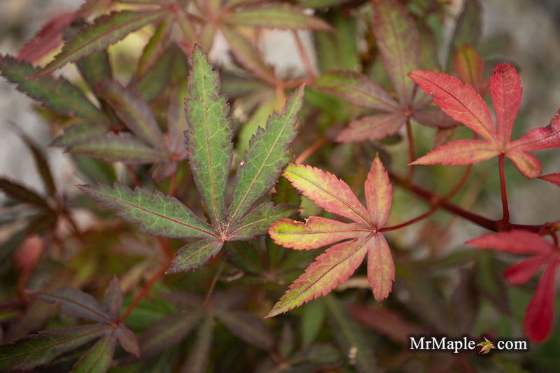 - Acer palmatum 'Royle’ Japanese Maple - Mr Maple │ Buy Japanese Maple Trees