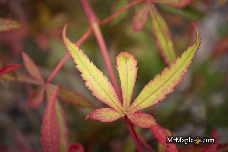 - Acer palmatum 'Royle’ Japanese Maple - Mr Maple │ Buy Japanese Maple Trees