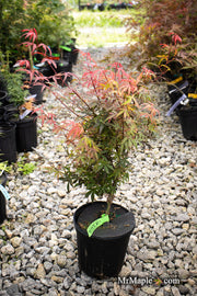 - Acer palmatum 'Royle’ Japanese Maple - Mr Maple │ Buy Japanese Maple Trees