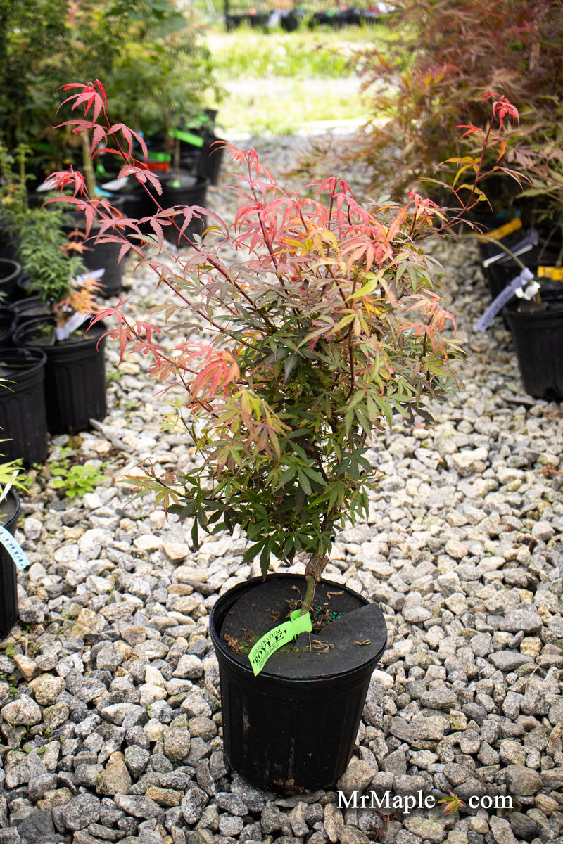 - Acer palmatum 'Royle’ Japanese Maple - Mr Maple │ Buy Japanese Maple Trees