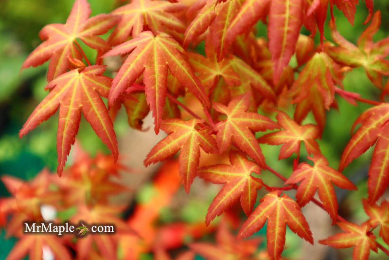 - Acer palmatum 'Ruben' Pink Japanese Maple - Mr Maple │ Buy Japanese Maple Trees