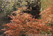 - Acer palmatum 'Ruben' Pink Japanese Maple - Mr Maple │ Buy Japanese Maple Trees