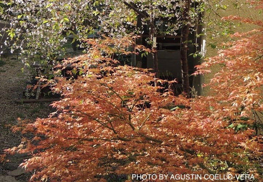 - Acer palmatum 'Ruben' Pink Japanese Maple - Mr Maple │ Buy Japanese Maple Trees