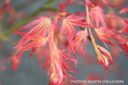 - Acer palmatum 'Ruben' Pink Japanese Maple - Mr Maple │ Buy Japanese Maple Trees