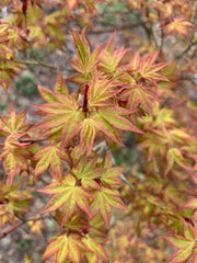 - Acer palmatum 'Ruben' Pink Japanese Maple - Mr Maple │ Buy Japanese Maple Trees