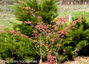 - Acer palmatum 'Ruben' Pink Japanese Maple - Mr Maple │ Buy Japanese Maple Trees