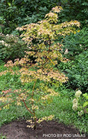 - Acer palmatum 'Ruben' Pink Japanese Maple - Mr Maple │ Buy Japanese Maple Trees