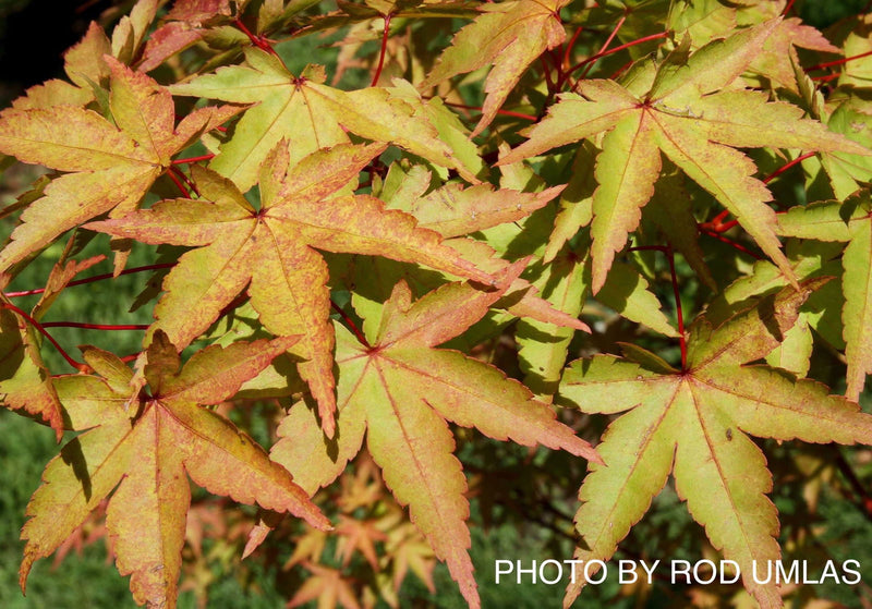 - Acer palmatum 'Ruben' Pink Japanese Maple - Mr Maple │ Buy Japanese Maple Trees