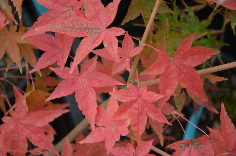 - Acer palmatum 'Ruben' Pink Japanese Maple - Mr Maple │ Buy Japanese Maple Trees
