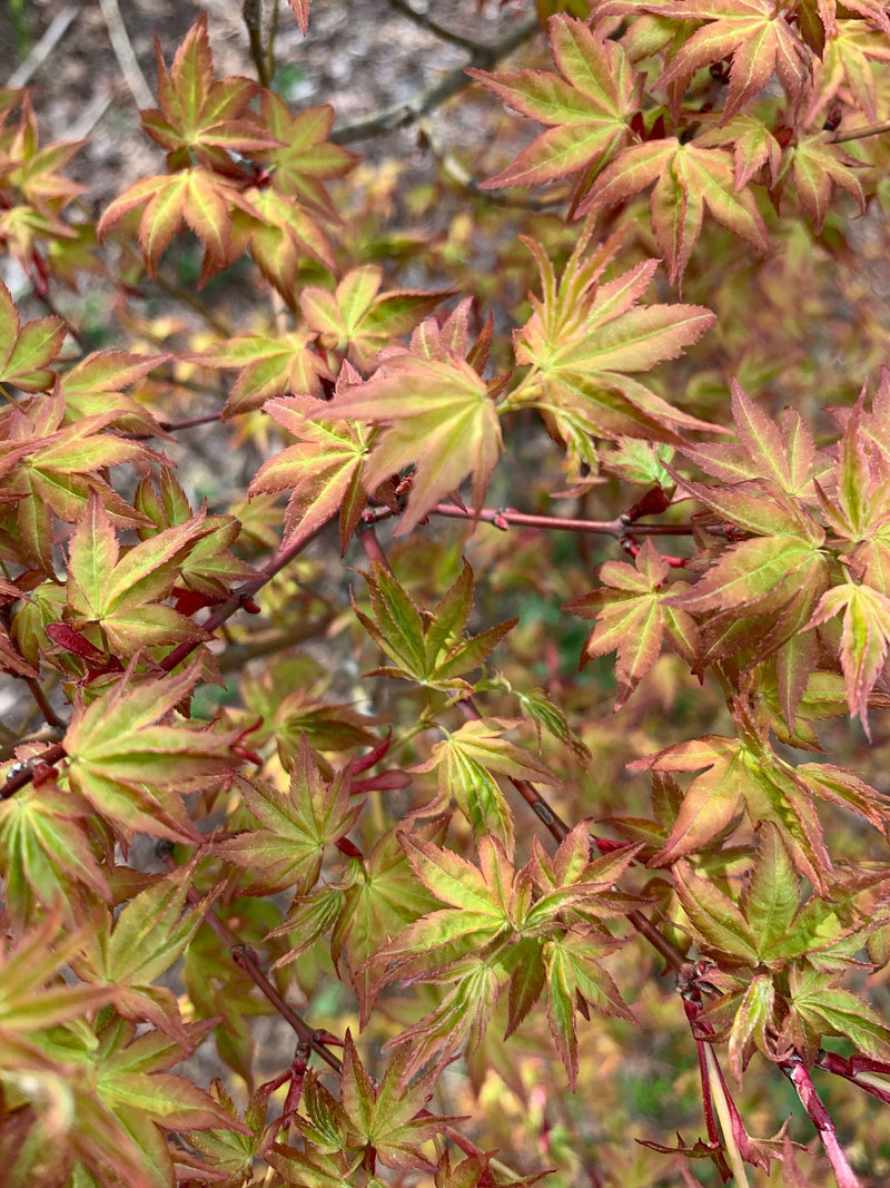 - Acer palmatum 'Ruben' Pink Japanese Maple - Mr Maple │ Buy Japanese Maple Trees
