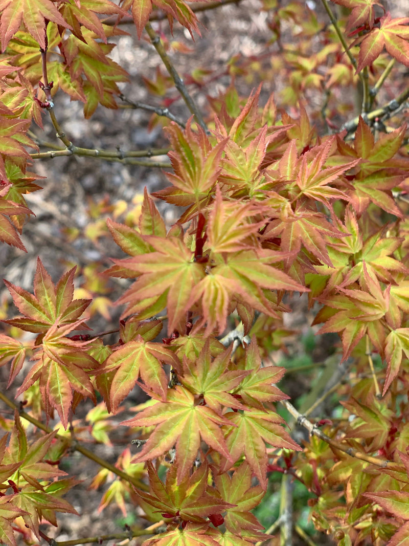 - Acer palmatum 'Ruben' Pink Japanese Maple - Mr Maple │ Buy Japanese Maple Trees