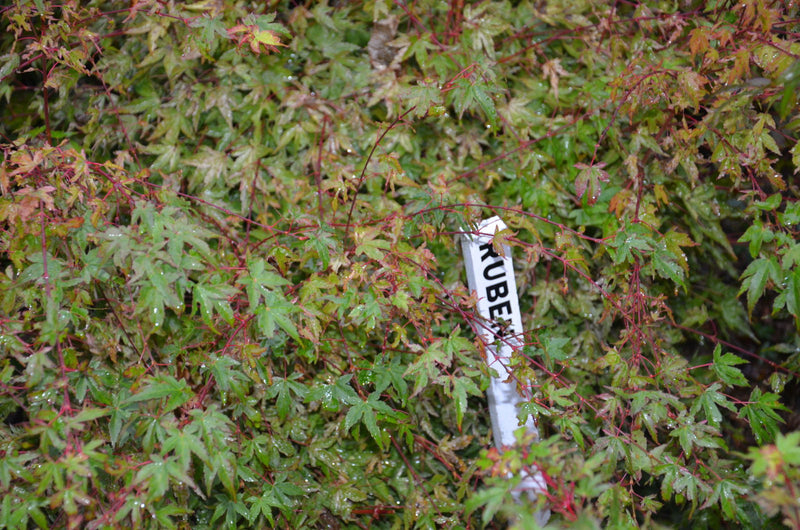 - Acer palmatum 'Ruben' Pink Japanese Maple - Mr Maple │ Buy Japanese Maple Trees