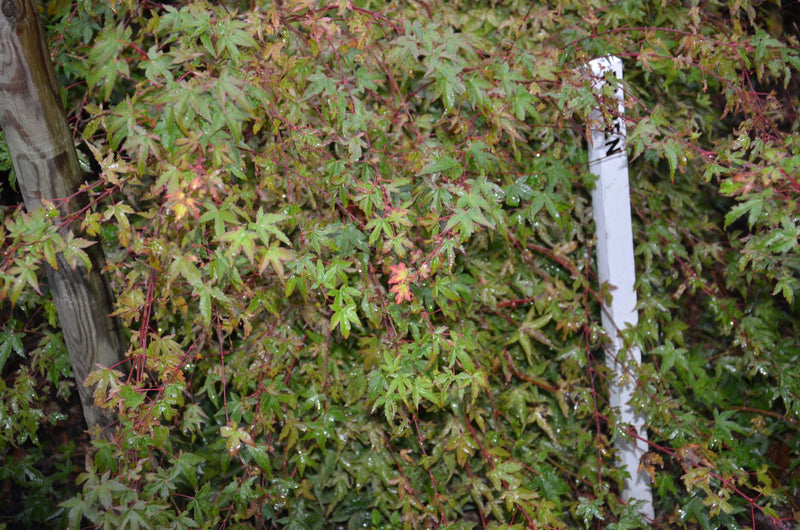 - Acer palmatum 'Ruben' Pink Japanese Maple - Mr Maple │ Buy Japanese Maple Trees