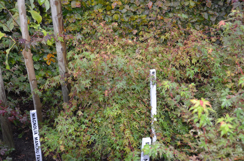 - Acer palmatum 'Ruben' Pink Japanese Maple - Mr Maple │ Buy Japanese Maple Trees