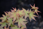 - Acer palmatum 'Ruben' Pink Japanese Maple - Mr Maple │ Buy Japanese Maple Trees