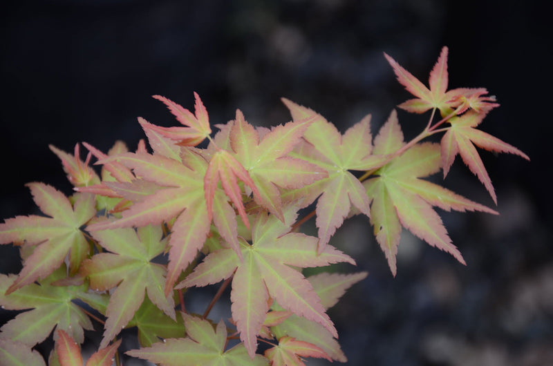 - Acer palmatum 'Ruben' Pink Japanese Maple - Mr Maple │ Buy Japanese Maple Trees