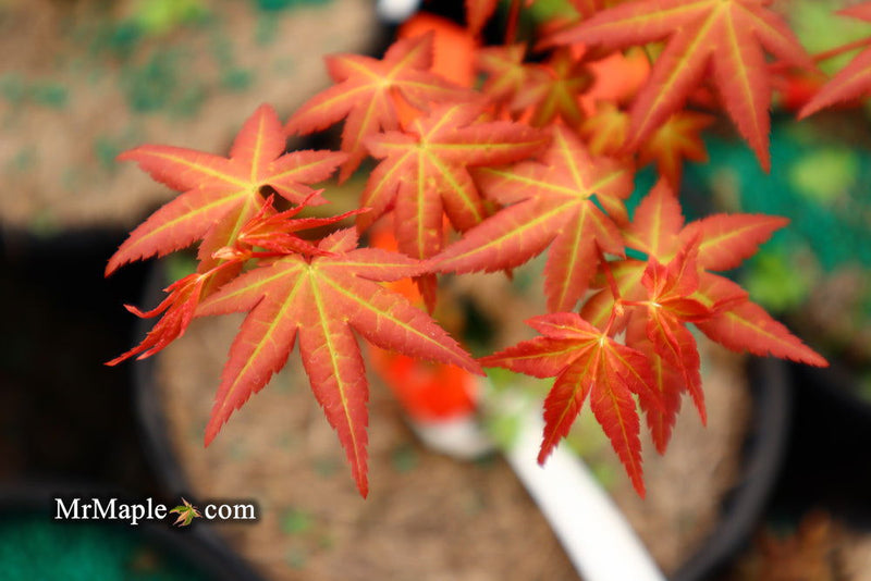 - Acer palmatum 'Ruben' Pink Japanese Maple - Mr Maple │ Buy Japanese Maple Trees