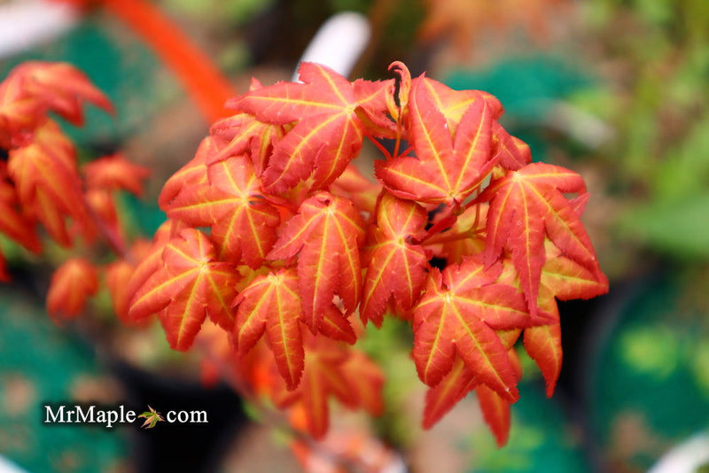 - Acer palmatum 'Ruben' Pink Japanese Maple - Mr Maple │ Buy Japanese Maple Trees