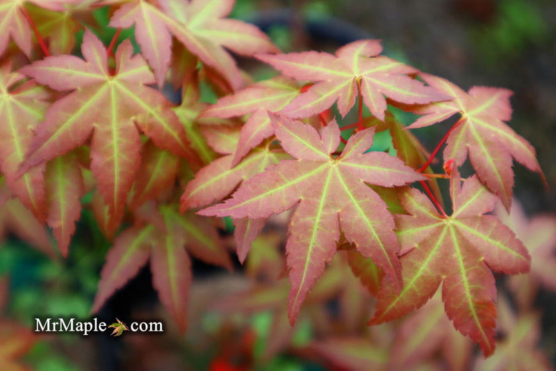 - Acer palmatum 'Ruben' Pink Japanese Maple - Mr Maple │ Buy Japanese Maple Trees